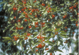 Cherry Trees product image.
